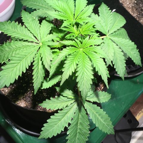 Z growlog timeline photo