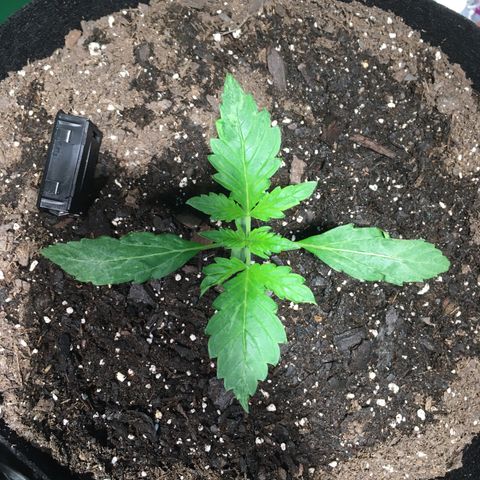 Amy growlog timeline photo