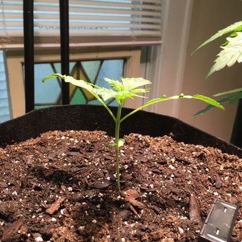 Amy growlog timeline photo