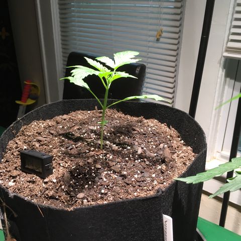 Amy growlog timeline photo