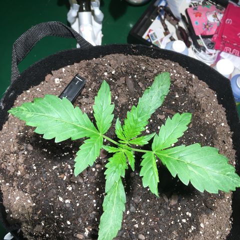 Amy growlog timeline photo