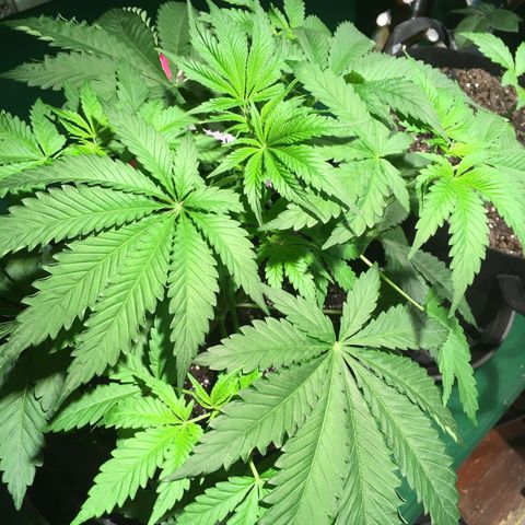 Z growlog timeline photo