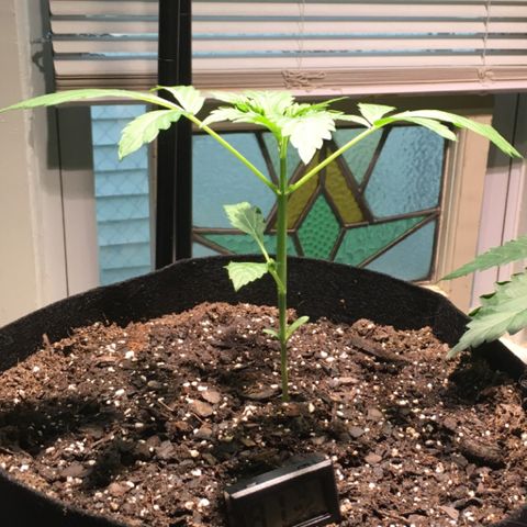 Amy growlog timeline photo