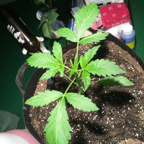 Amy growlog timeline photo
