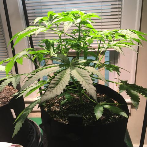 Z growlog timeline photo
