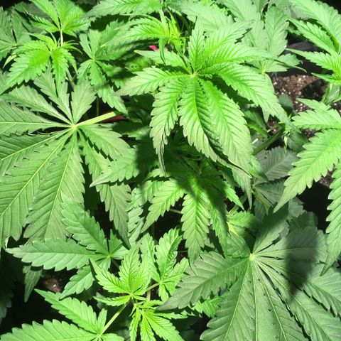 Z growlog timeline photo