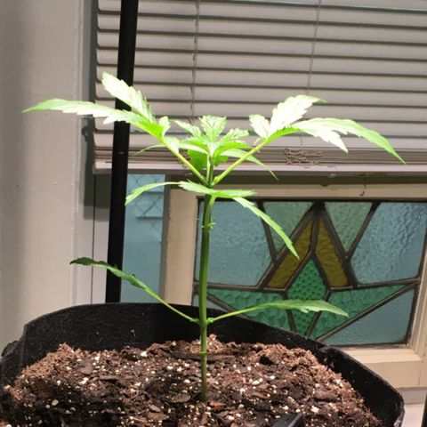 Amy growlog timeline photo