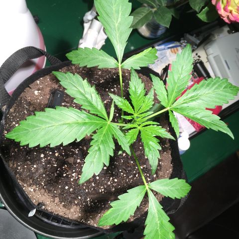 Amy growlog timeline photo