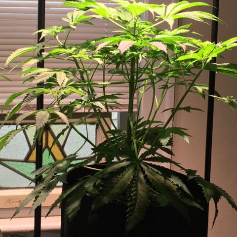 Z growlog timeline photo