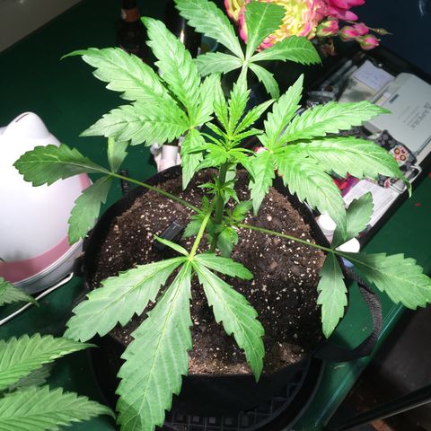 Amy growlog timeline photo