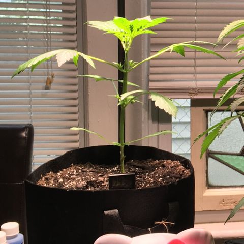 Amy growlog timeline photo
