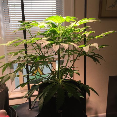 Z growlog timeline photo