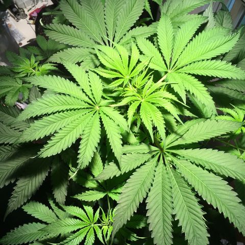 Z growlog timeline photo