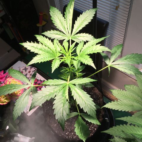 Amy growlog timeline photo