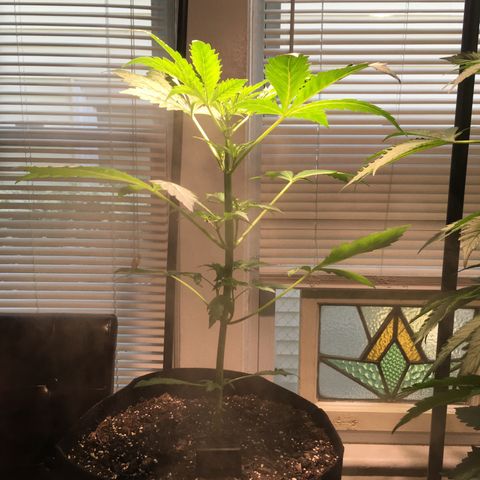 Amy growlog timeline photo