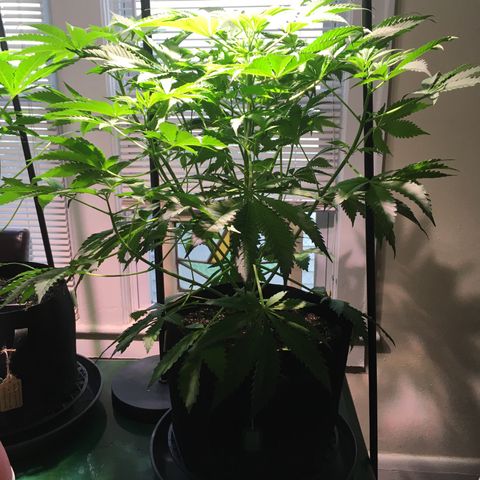 Z growlog timeline photo