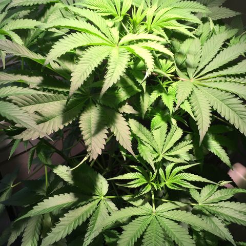 Z growlog timeline photo