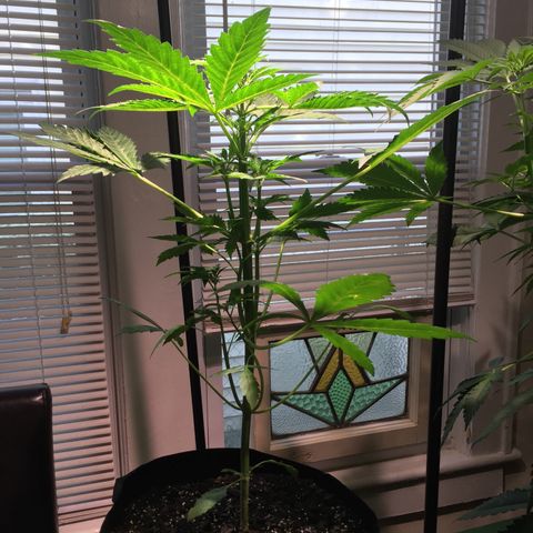 Amy growlog timeline photo