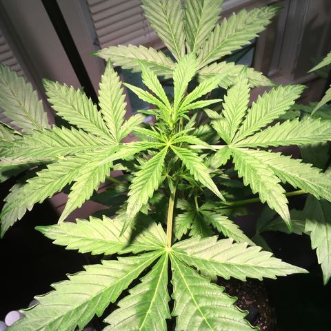 Amy growlog timeline photo