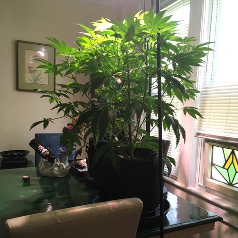 Z growlog photo: Last picture of Z before giving away to friend 