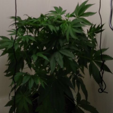 Z growlog photo: In new home @ Jack’s house