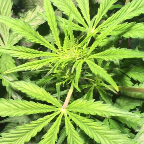 Amy growlog photo: Starting to flower now, I think?