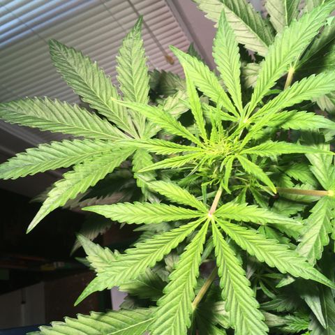 Amy growlog photo: Starting to flower now, I think?