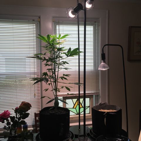 Amy growlog photo: Starting to flower now, I think?