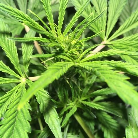Amy growlog timeline photo