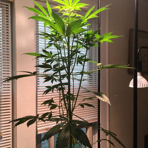 Amy growlog photo: Baby flowers?