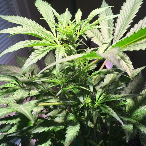 Amy growlog photo: Baby flowers?