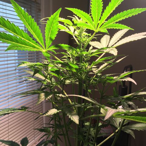 Amy growlog photo: Baby flowers?
