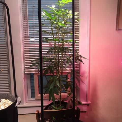 Amy growlog photo: Definitely flowering. Moved down off the table because getting too tall to stay there. 