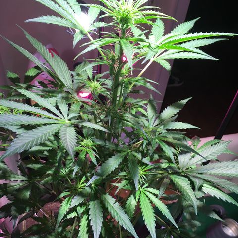 Amy growlog photo: Definitely flowering. Moved down off the table because getting too tall to stay there. 