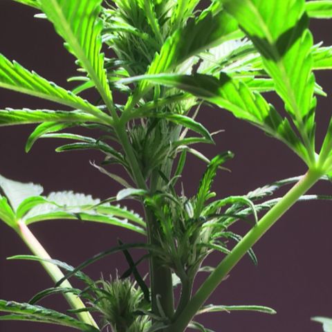 Amy growlog timeline photo