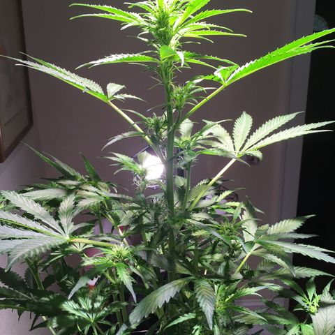 Amy growlog timeline photo