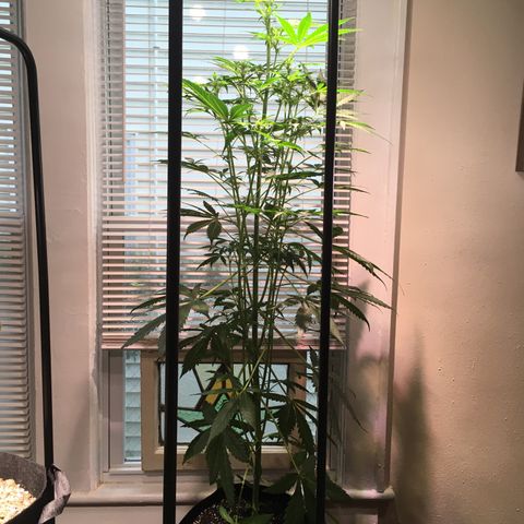 Amy growlog timeline photo
