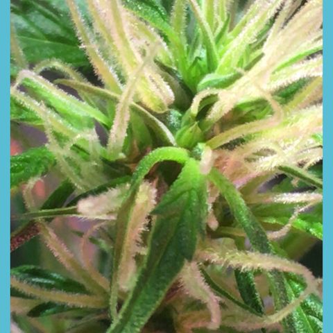 Amy growlog photo: Wondering if I can zoom close enough with the phone to really see trichomes 