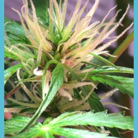 Amy growlog photo: Wondering if I can zoom close enough with the phone to really see trichomes 
