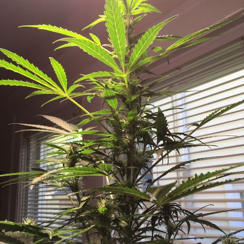 Amy growlog timeline photo