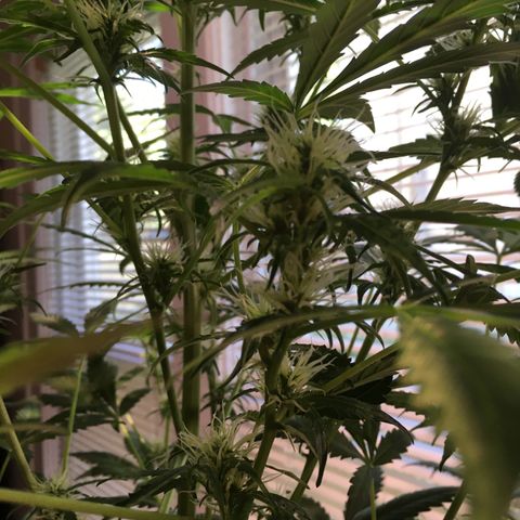 Amy growlog timeline photo