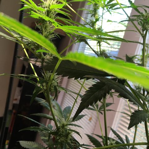 Amy growlog timeline photo