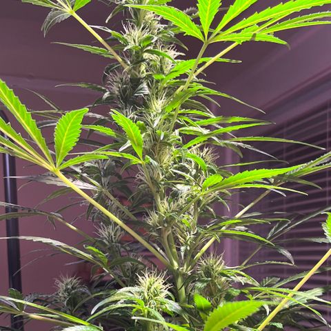 Amy growlog timeline photo
