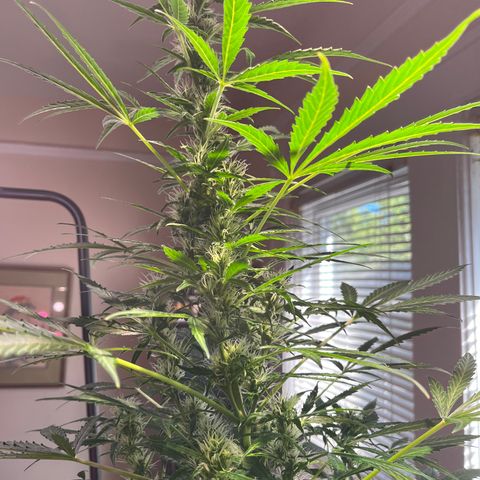 Amy growlog timeline photo