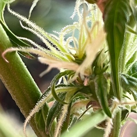 Amy growlog timeline photo
