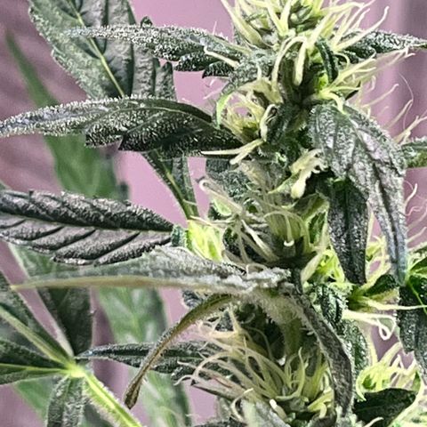 Amy growlog timeline photo