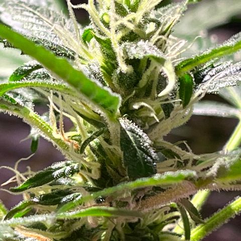 Amy growlog timeline photo
