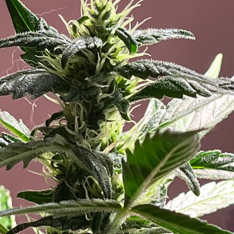 Amy growlog timeline photo