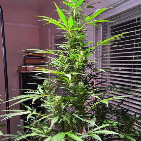Amy growlog timeline photo