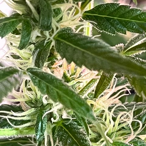 Amy growlog timeline photo